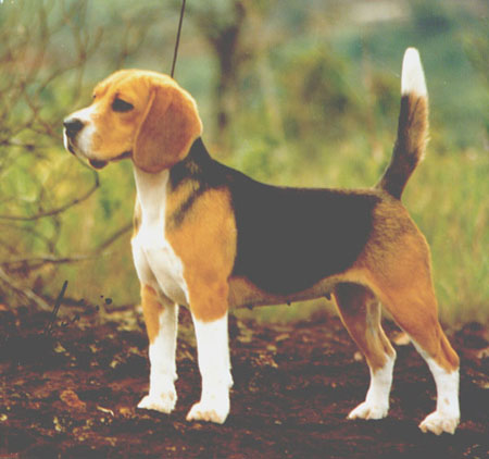 Multi Ch. Huscher Hunt Summer Time(Didi)- Proprietario / Owner: Torquay Beagles