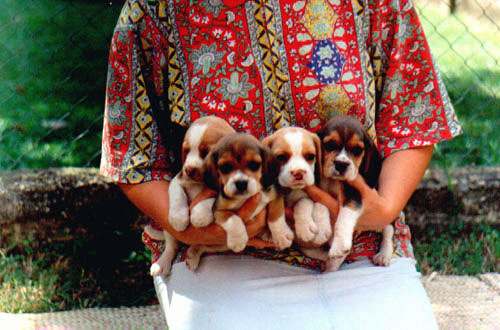 Puppies Bronco Billy x Belle