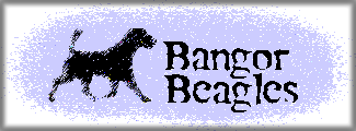 BANGOR BEAGLES AND FOX TERRIER WIRE